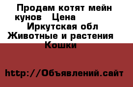 Продам котят мейн кунов › Цена ­ 10 000 - Иркутская обл. Животные и растения » Кошки   